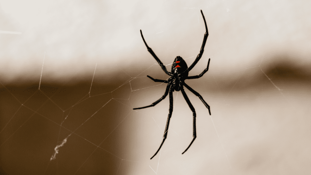 spiders, winter pest