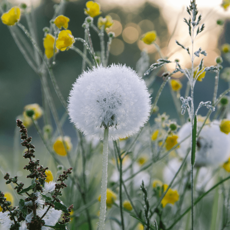 dandelions spring weeds