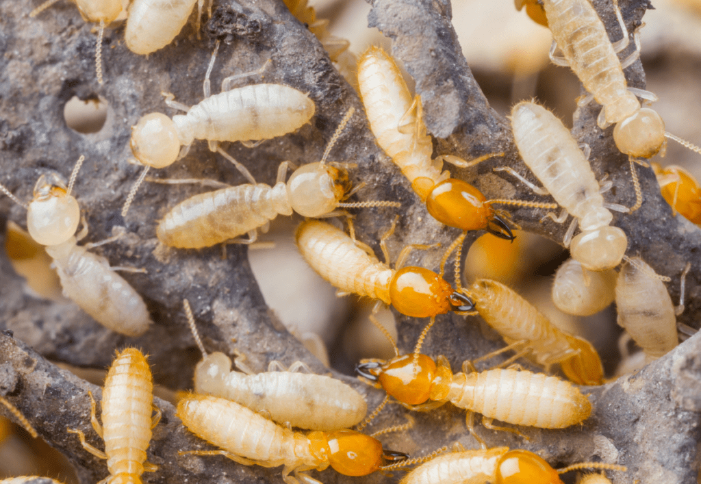 termite infestation