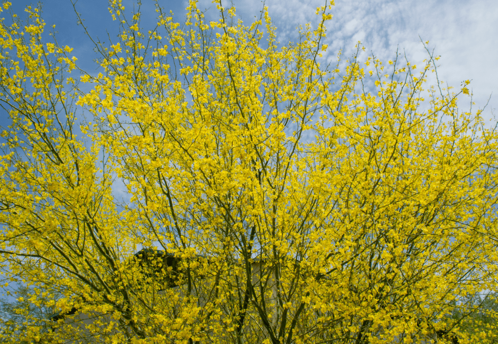 commercial tree choices, Palo Verde Tree