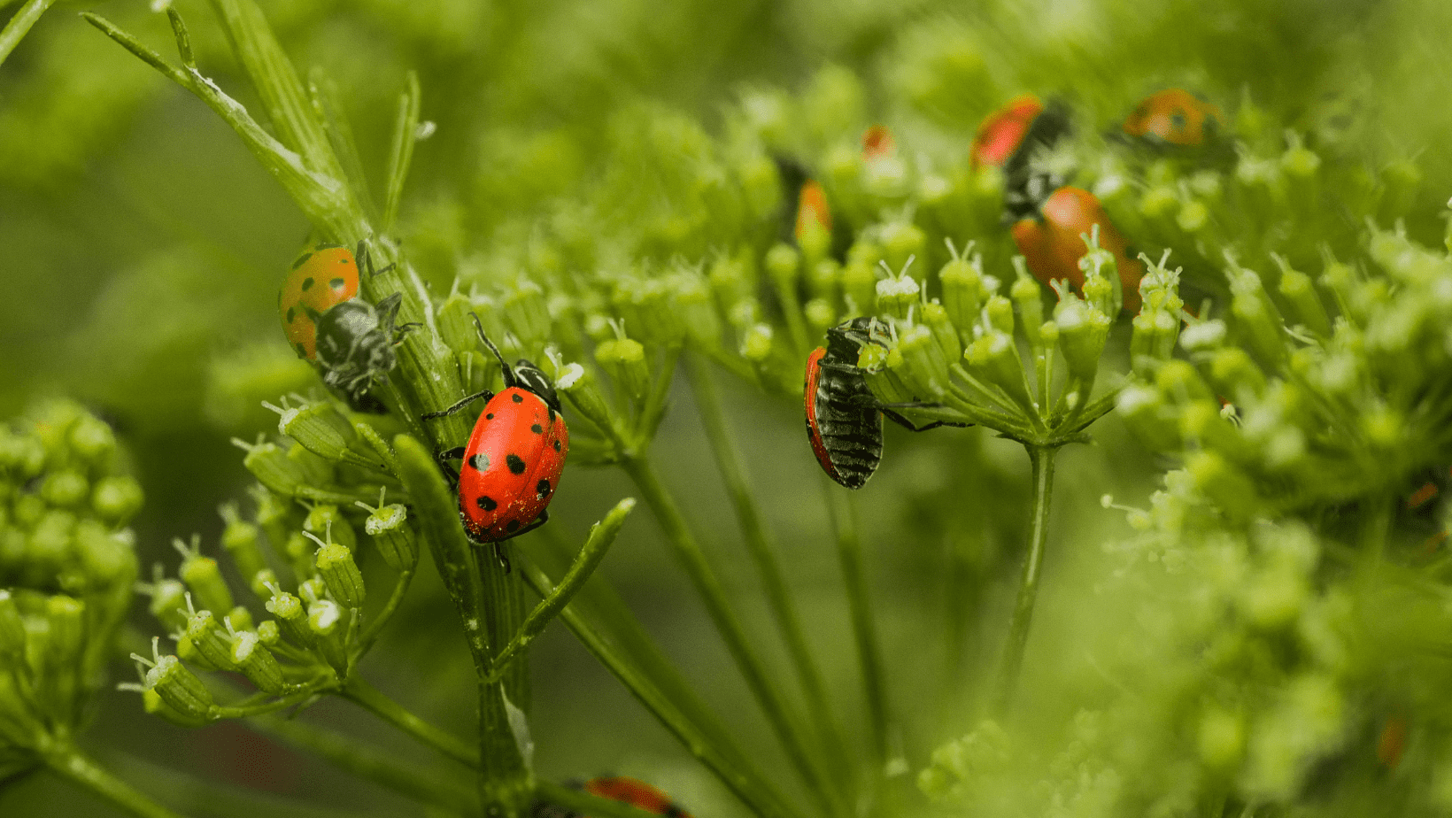 pest-management-strategies-summer-survival-guide