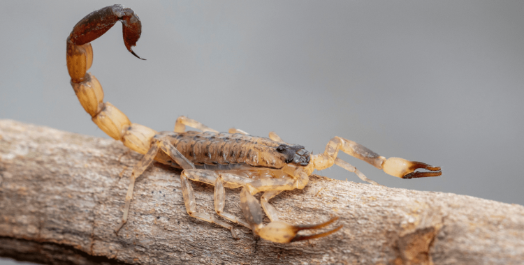 Conquering Pest Control Challenges in Arizona​