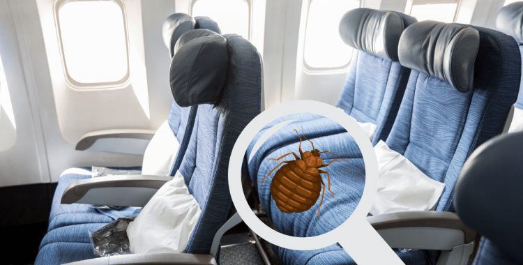 flying this summer?, bed bugs on planes